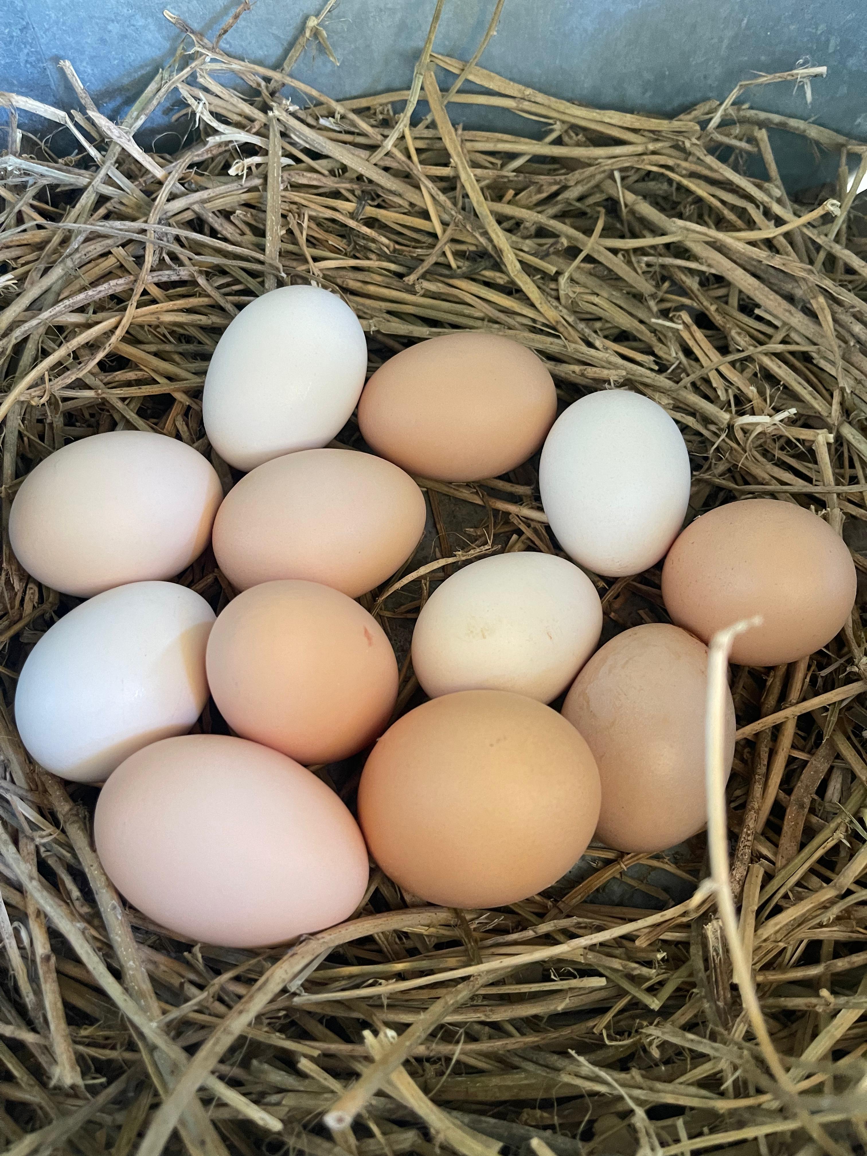 Fresh Eggs